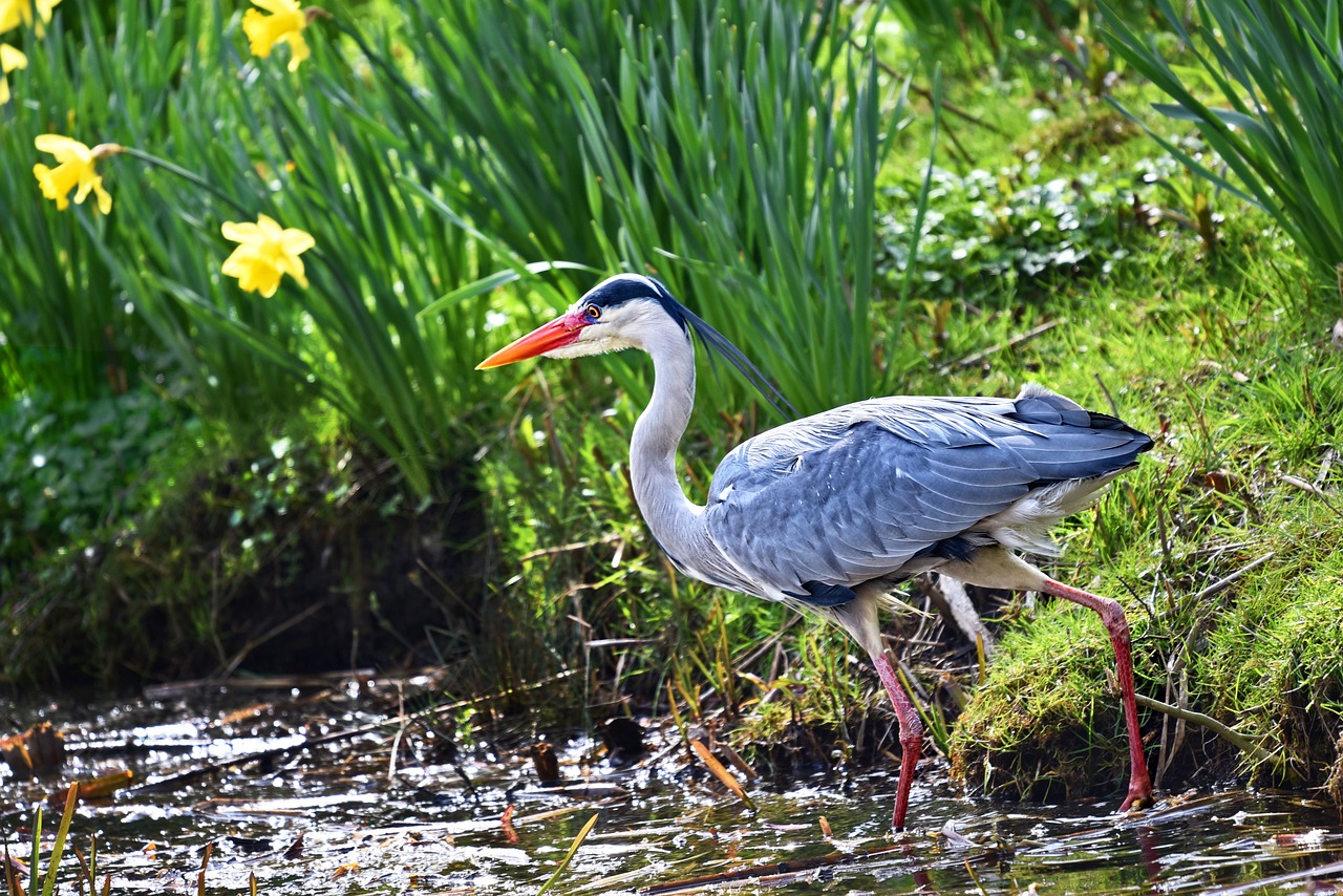 How to Create a DIY Wildlife Refuge in Your Backyard